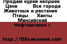 Продам курей несушек › Цена ­ 350 - Все города Животные и растения » Птицы   . Ханты-Мансийский,Нефтеюганск г.